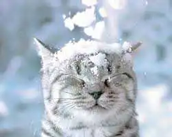 Синоптики розповіли коли чекати снігу в Україні та якою буде зима