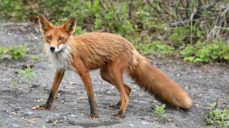 скажена лисиця