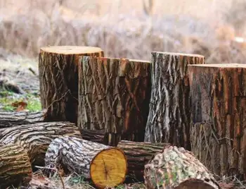 Зрубав півсотні цінних дубів: жителя Кіровоградщини судитимуть за правопорушення фото 1