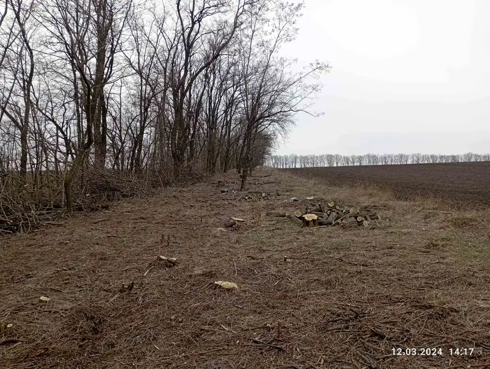 вирубали дерева в посадці