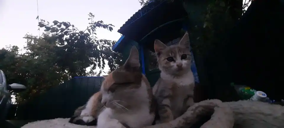 порятунок кошеняти