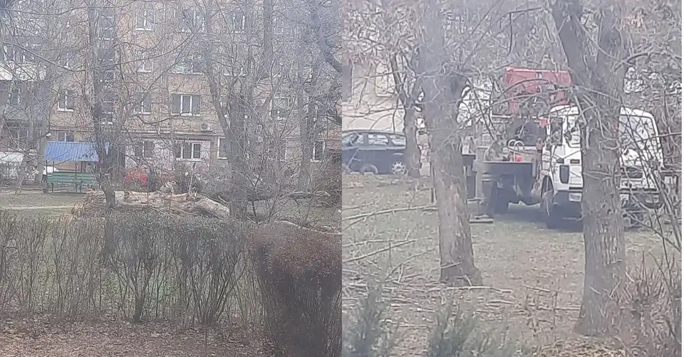 обрізка дерев