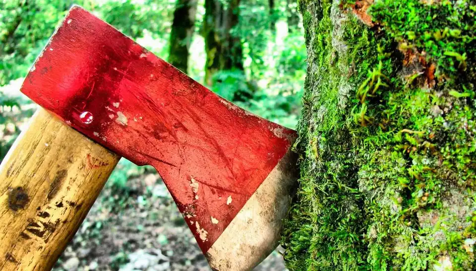 Жителя Кіровоградщини підозрюють у незаконній вирубці понад 60 акацій