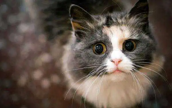 У Кропивницькому до Дня котів бібліотекаpі збирають допомогу для безпритульних тварин