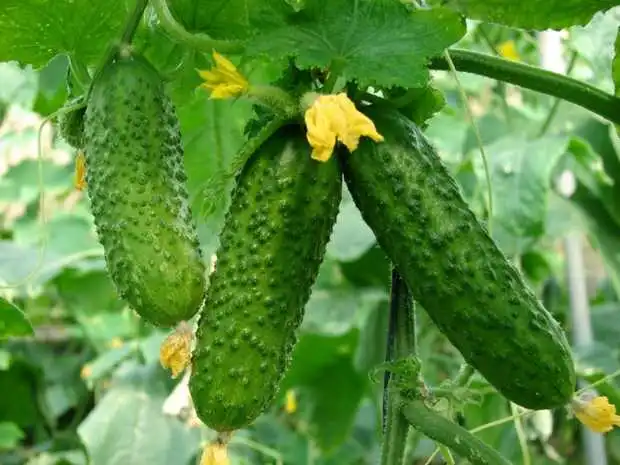 ТОП-5 продуктів, які допоможуть пережити спеку (ФОТО)