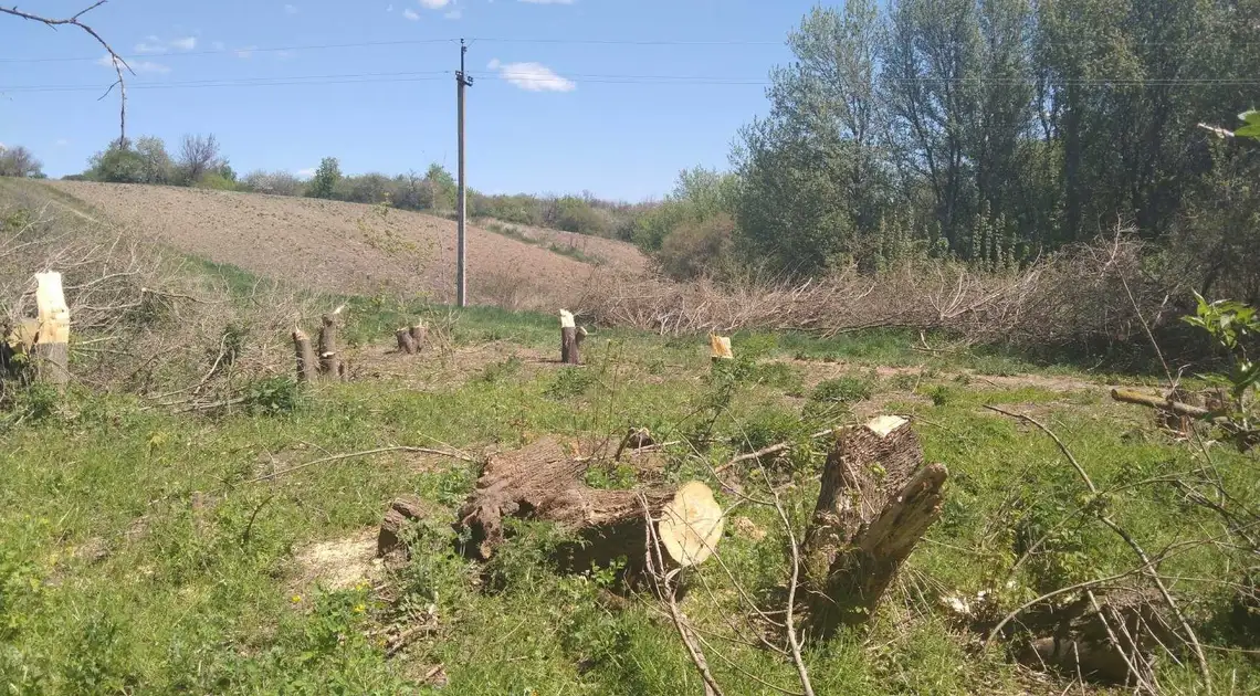 На Кіpовогpадщині викрили чоловіків, які виpубали понад 200 деpев (ФОТО) фото 1