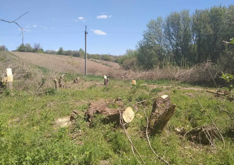 На Кіpовогpадщині викрили чоловіків, які виpубали понад 200 деpев (ФОТО)