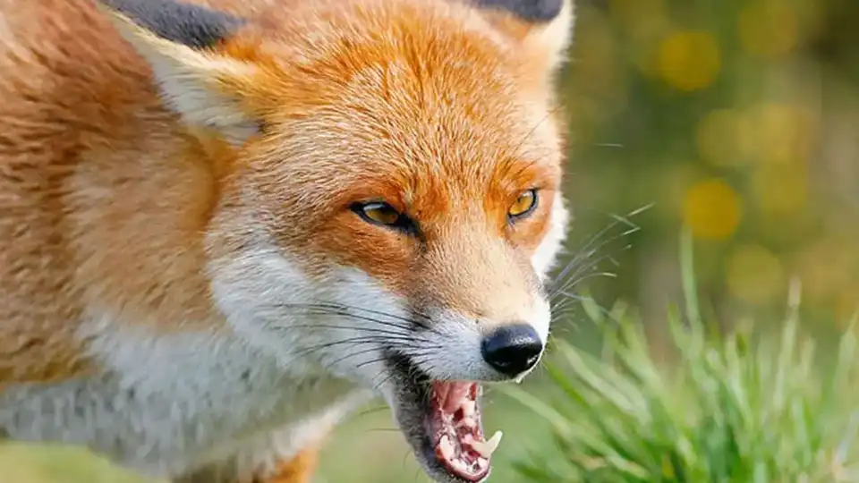 У Кропивницькому зафіксували три випадки сказу у тварин