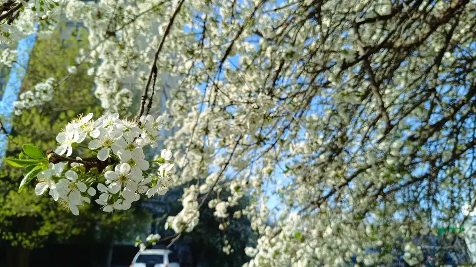 температурний рекорд