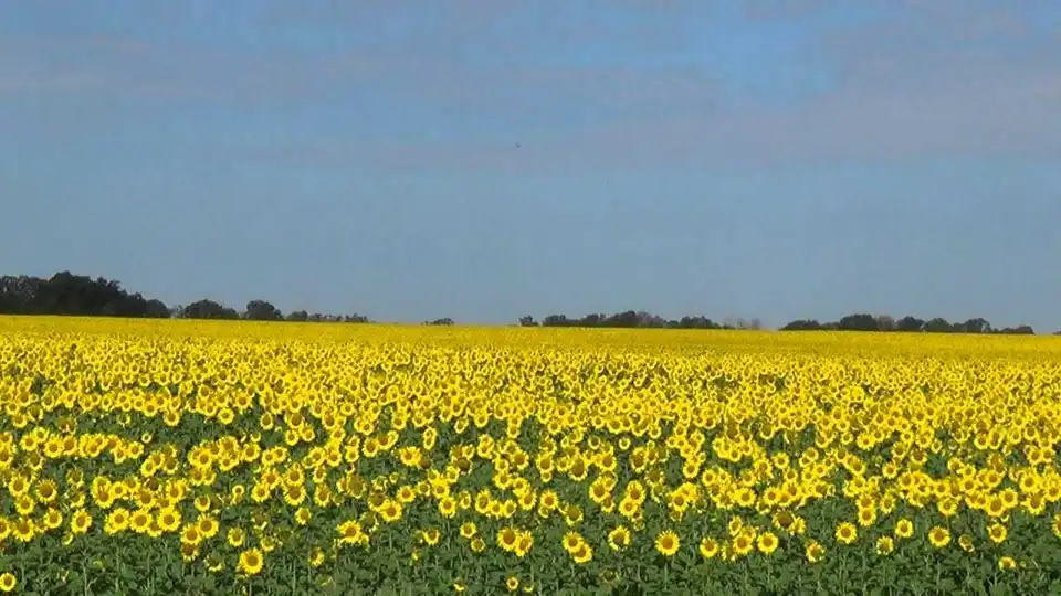 На Кіровоградщині в полі загубилася 8-річна дівчинка