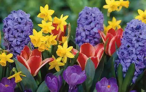 До 8 березня на Кіровоградщині планують реалізувати півтори тисячі квіток