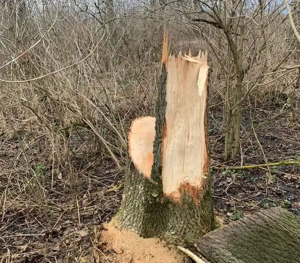 спиляне дерево