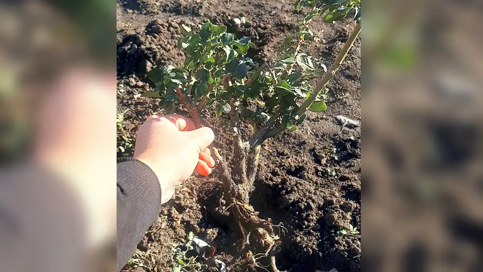 крадуть квіти на клумбах