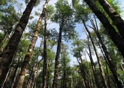 Лісництво на Кіровоградщині отримало нового керівника (ФОТО)