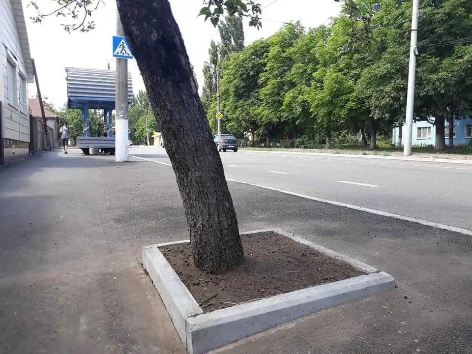 У Кpопивницькому "звільнили" закатані в асфальт деpева (ФОТО)