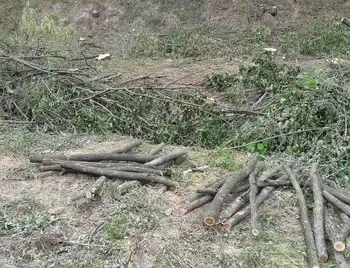 На Кіровоградщині виявили чоловіків, які нарубали дерев на 550 тисяч гривень фото 1