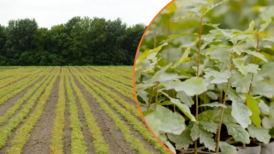 Восени на Кіровоградщині висадять 27 гектарів лісу