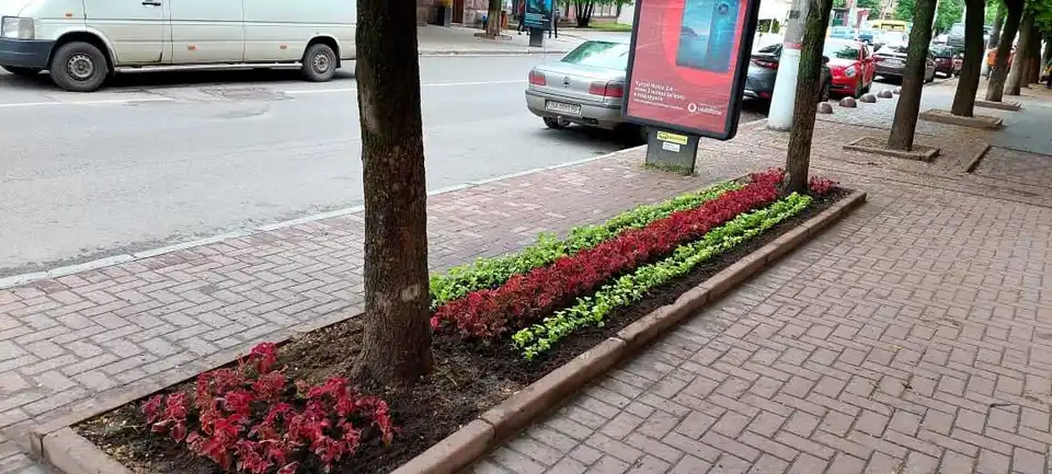 У Кропивницькому з клумб вкрали близько 2 тисяч квітів