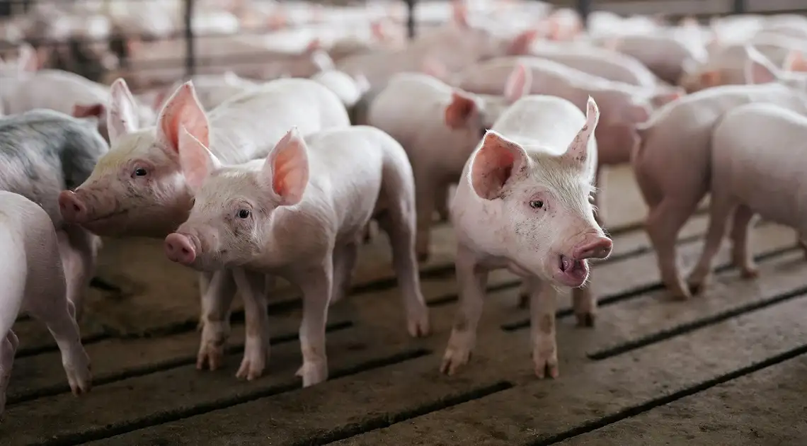 африканська чума свиней у Кіровоградській області