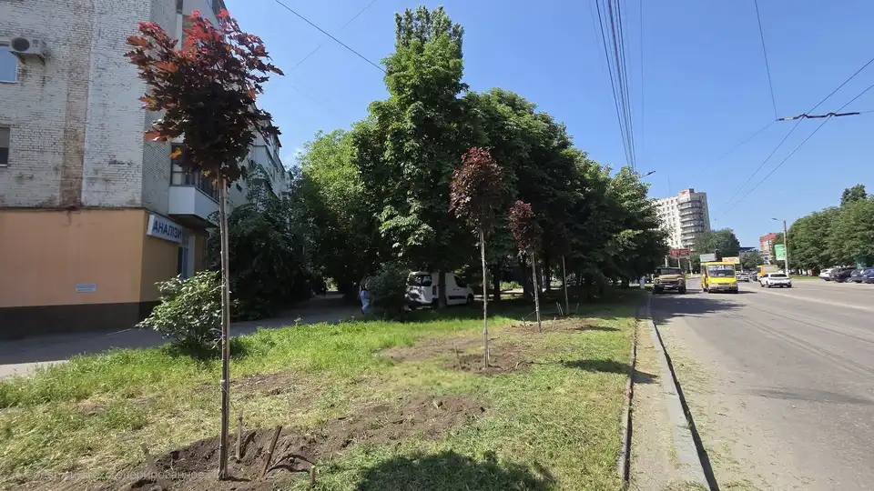 клени на Соборній
