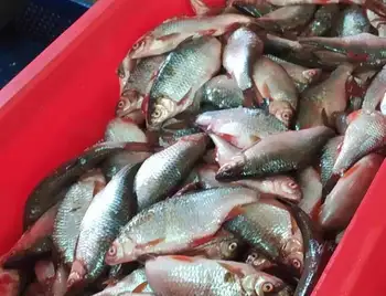 На Колгоспному ринку в Кропивницькому продавали рибу без документів фото 1