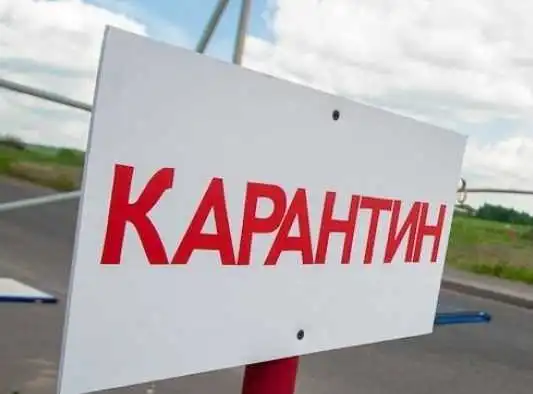 У селищі на Кіровоградщині через африканську чуму спалили близько 200 свиней