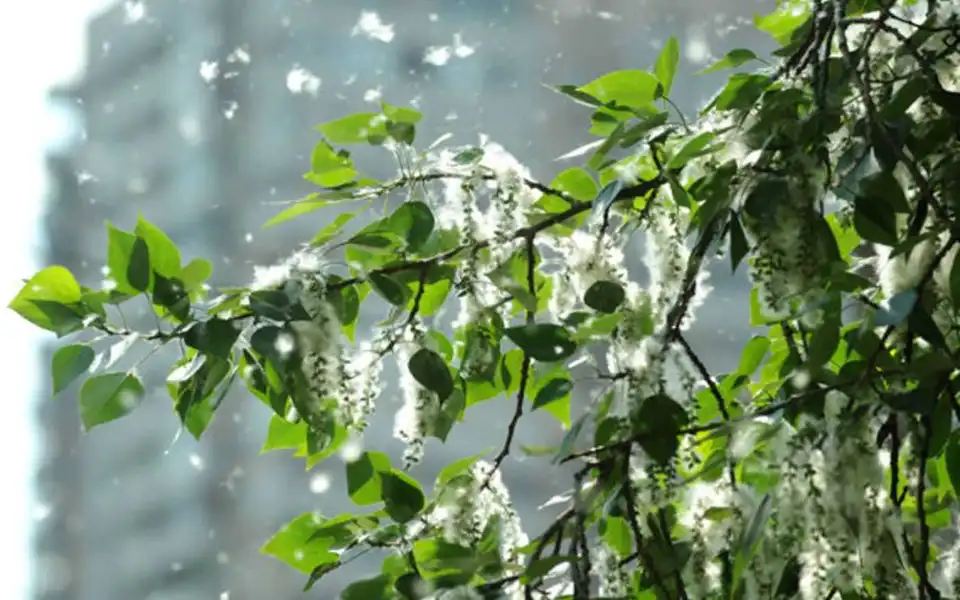 Віктор Луценко: Жодна обрізка тополь у Кропивницькому не позбавить її функції виділяти пух