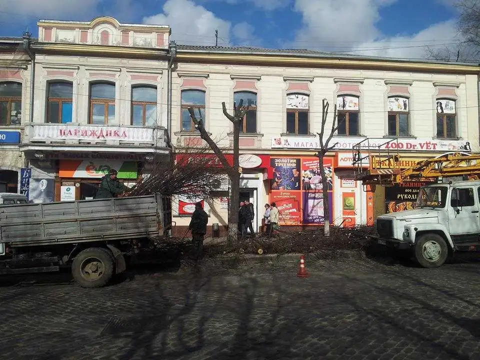 У центрі  Кіровограда обрізають дерева, щоб краще було видно рекламу (ФОТО) фото 1