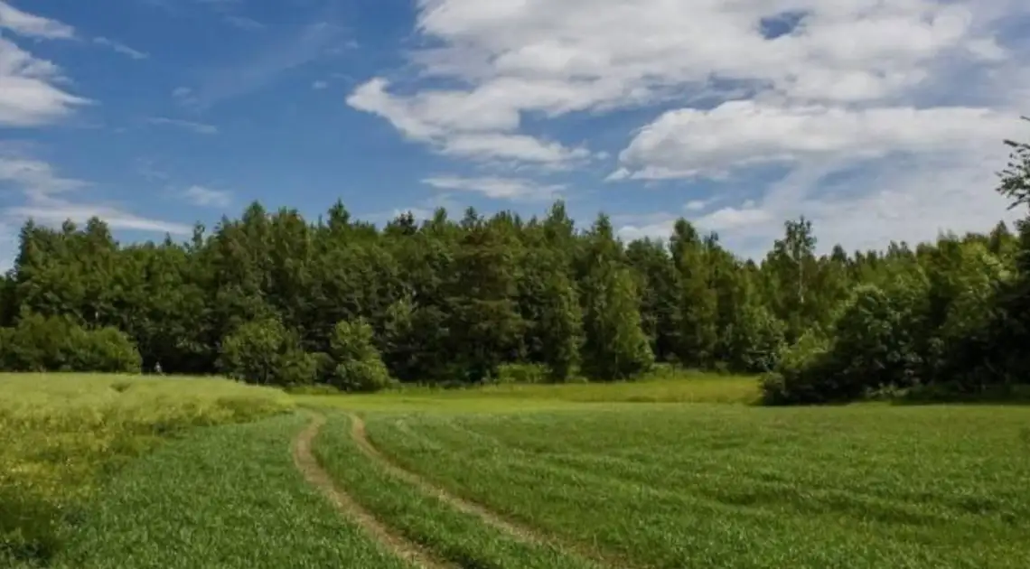 прокурори повернули ліси у Кіровоградській області у державну власність