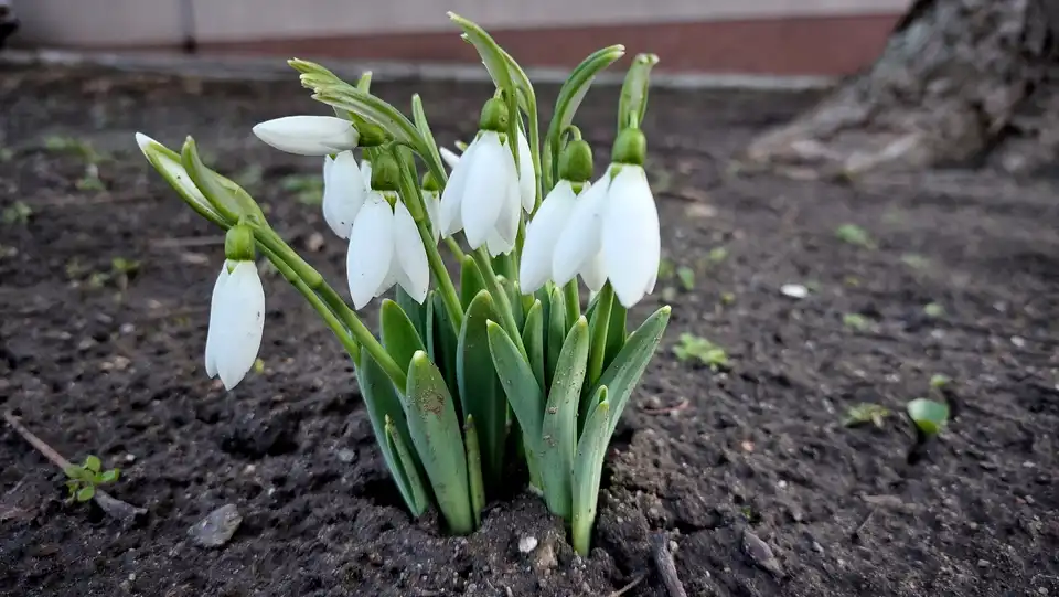 погода у Кропивницькому
