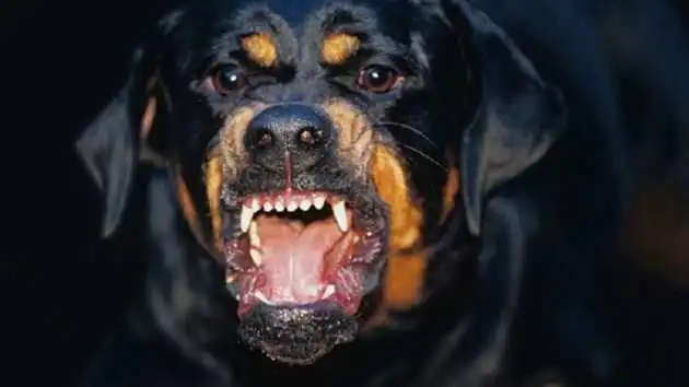 Жителя Кропивницького, який натравив собаку на чоловіка, звільнили від відповідальності