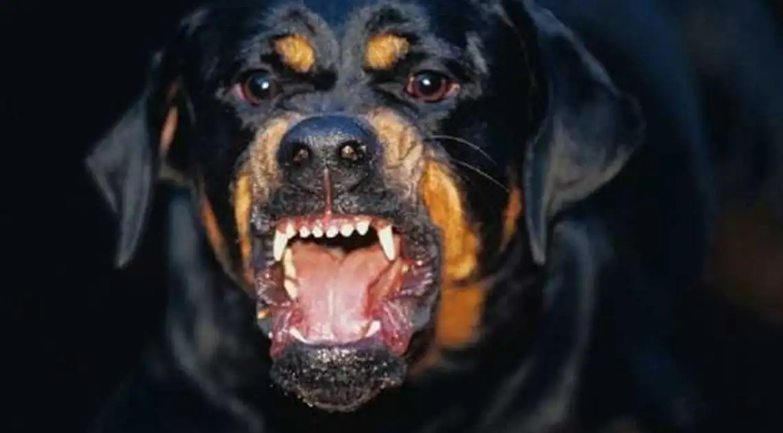 Жителя Кропивницького, який натравив собаку на чоловіка, звільнили від відповідальності фото 1