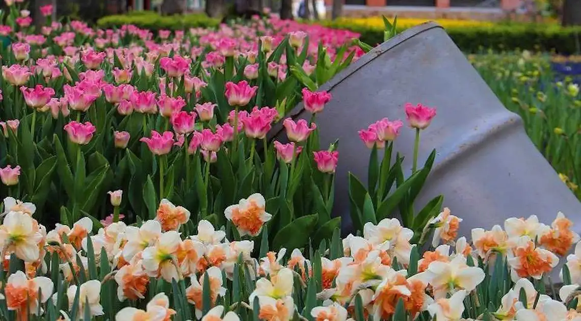 У Дендропарку Кропивницького цьогоріч розквітне понад 3 мільйони тюльпанів фото 1