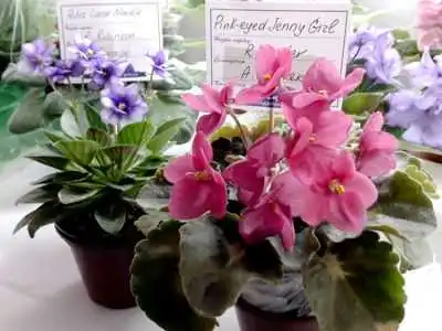 На Кіpовогpадщині пpезентували 150 соpтів фіалок (ФОТО)