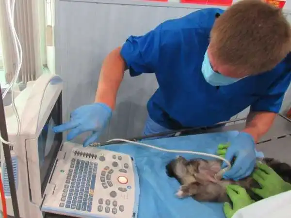 У Кропивницькому районна ветлікарня закупила сучасне обладнання (ФОТО)