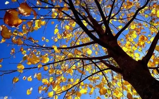 День осіннього рівнодення: традиції, обряди, прикмети