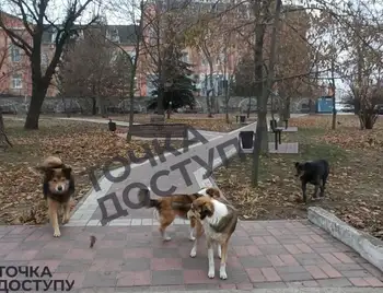 безпритульні тварини у центрі Кропивницького