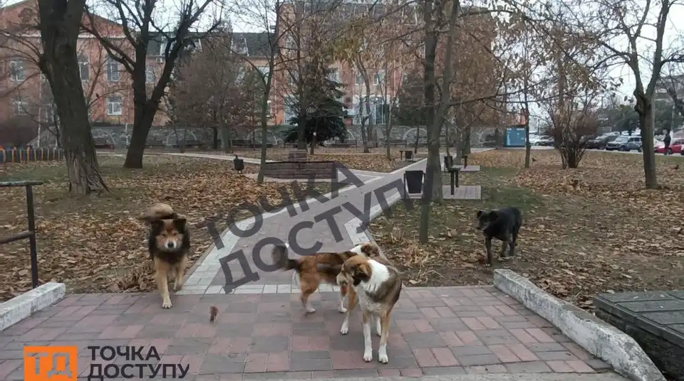 безпритульні тварини у центрі Кропивницького
