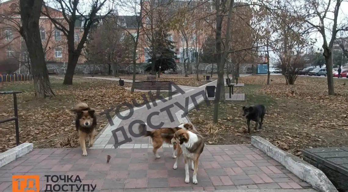 безпритульні тварини у центрі Кропивницького