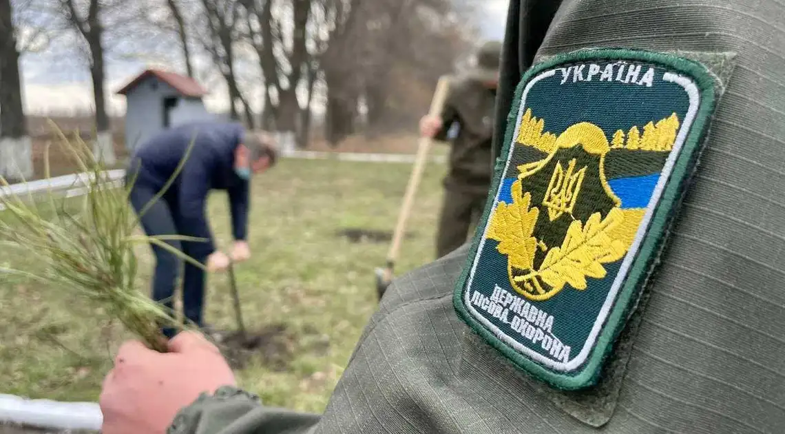 На Кіровоградщині до Дня Незалежності висадили сосни фото 1