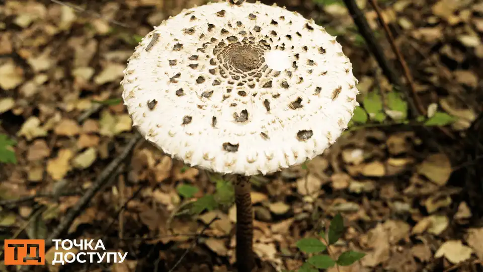 Дикорослими грибами отруїлася жінка у Кіровоградській області