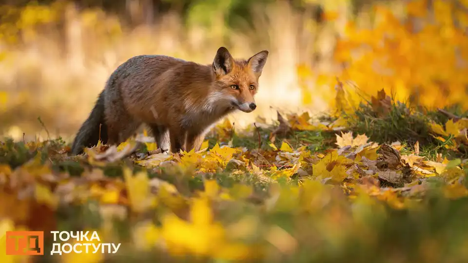 у лисиці на Кіровоградщині виявили сказ