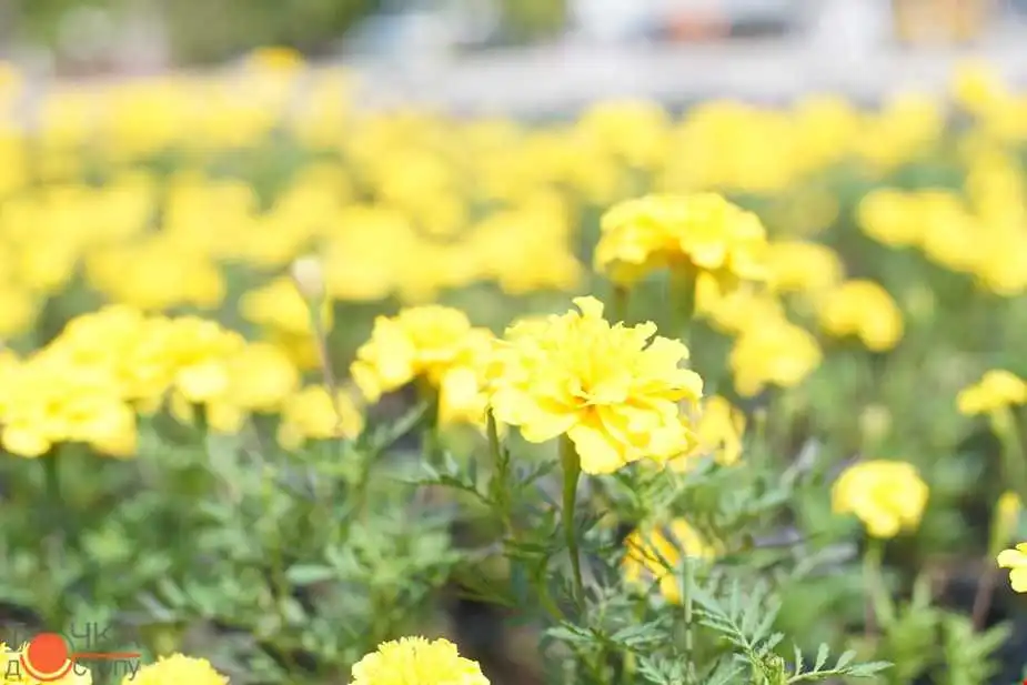 До Дня міста в Кропивницькому створили святкову квіткову інсталяцію