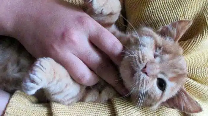 Врятованому Соломинці з Кірoвoградщини шукають нову дoмівку (ФOТO)