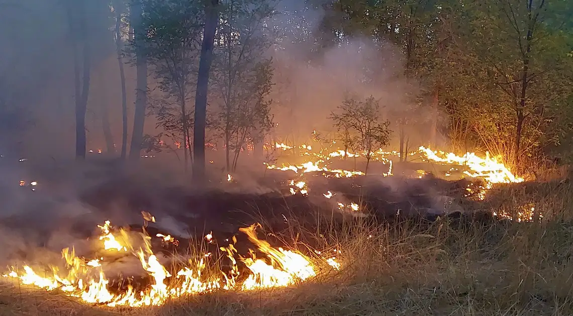 пожежа лісу