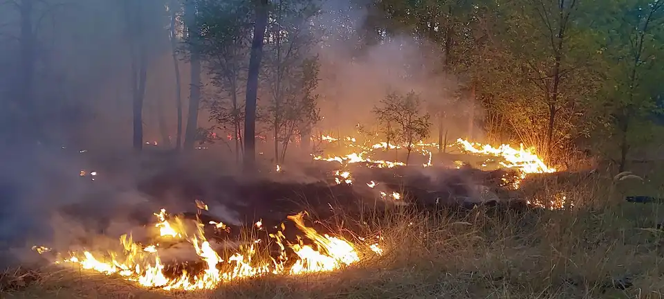 пожежа лісу