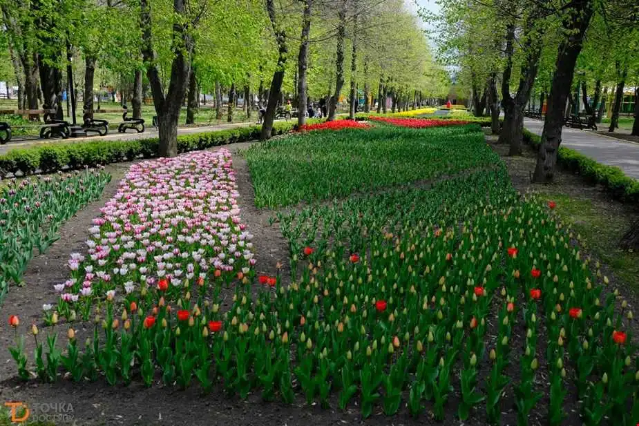У Кропивницькому закрили Дендропарк до кінця карантину