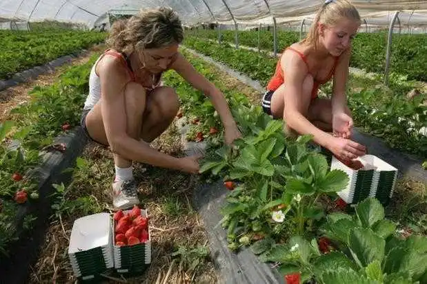 Польща заманює українських заробітчан «зеленими» картами фото 1