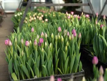 Білі, рожеві та персикові: на Кіровоградщині лісівники виростили 7 тисяч тюльпанів (ФОТО) фото 1