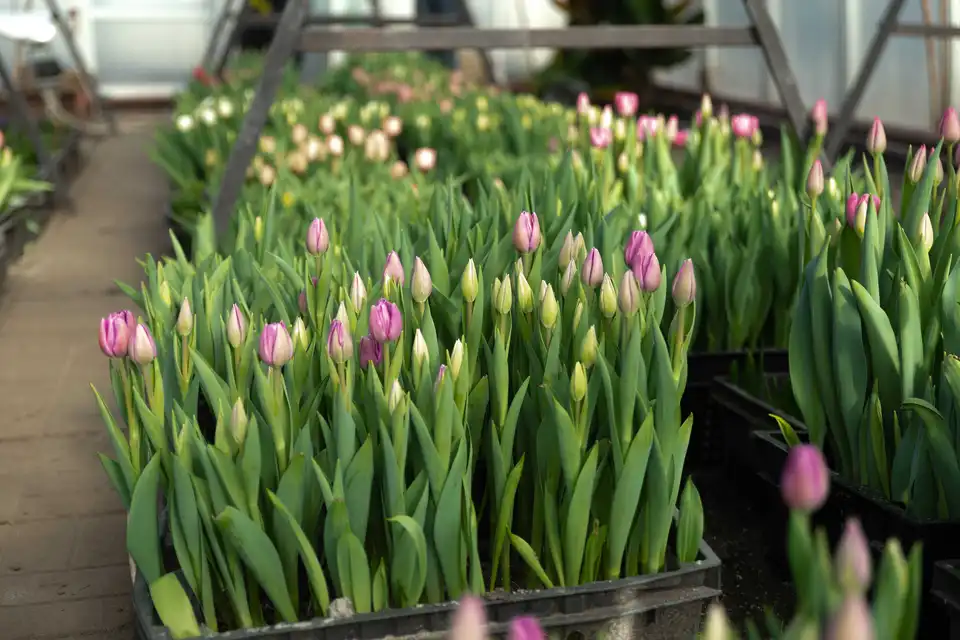 Білі, рожеві та персикові: на Кіровоградщині лісівники виростили 7 тисяч тюльпанів (ФОТО)